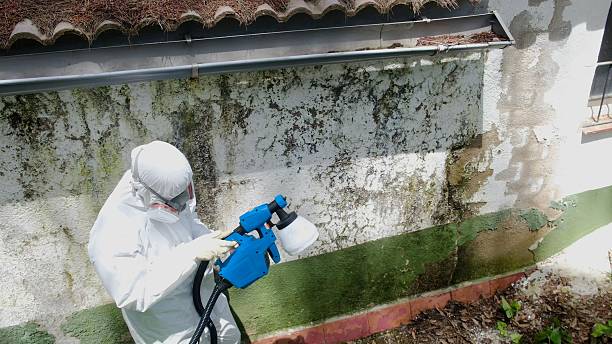 Top rated local Commercial Mold Remediation specialists in Leon Valley, TX